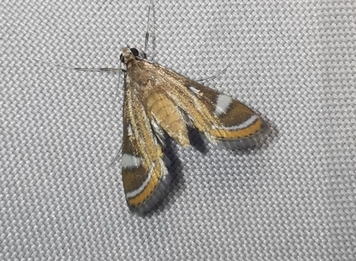 Strepsinoma croesusalis
