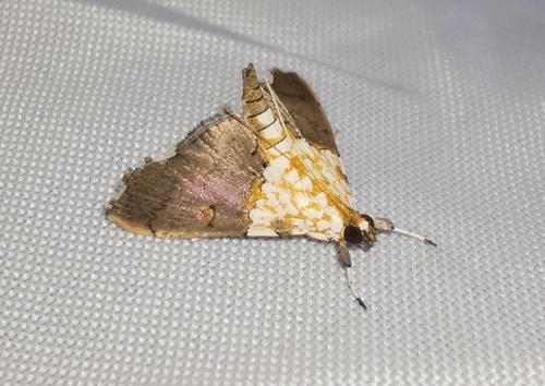 Agrotera basinotata