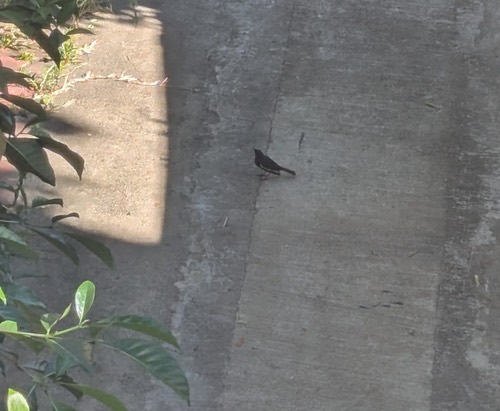 นกกางเขนบ้าน · Oriental Magpie-Robin · Copsychus saularis