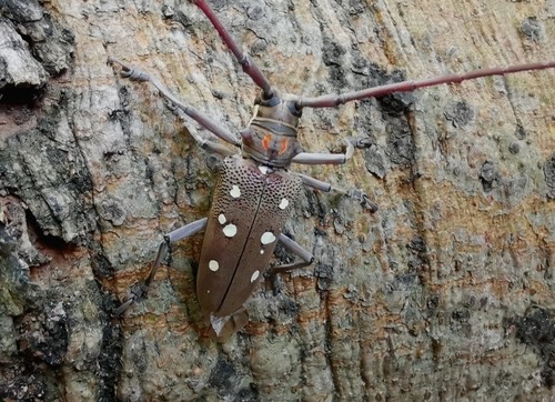 ด้วงบ่าหนามหลังจุดขาว · Mango Longhorn Beetle · Batocera rubus