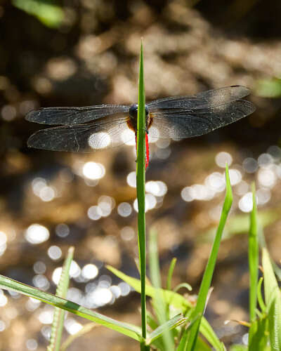 แมลงปอบ้านยอดแดง · Scarlet Adjutant · Aethriamanta brevipennis