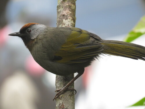 นกกะรางหัวแดง · Silver-eared Laughingthrush · Trochalopteron melanostigma