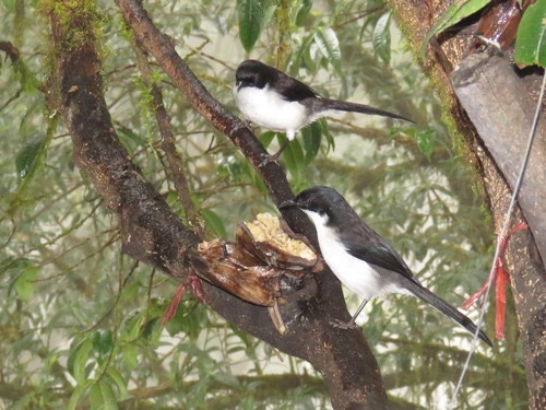 นกหางรำดำ · Black-backed Sibia · Heterophasia melanoleuca