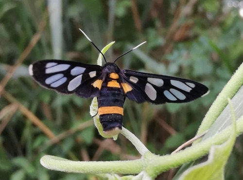 ผีเสื้อหญ้าวงท้องเหลือง · Amata sperbius