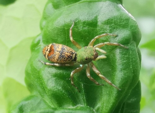 Sea-green Northern Jumper · Cosmophasis thalassina