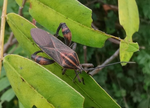 มวนมันเทศ · sweet potato bug · Physomerus grossipes