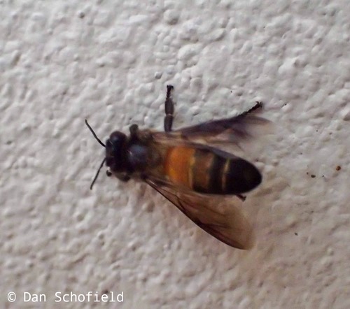 ผึ้งหลวง · Giant Honey Bee · Apis dorsata