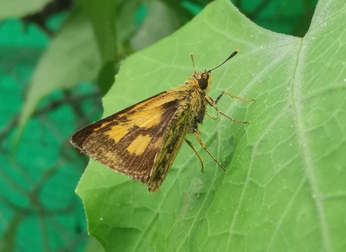 ผีเสื้อจิ๋วป่าพุ่มธรรมดา · Common Bush Hopper · Ampittia dioscorides