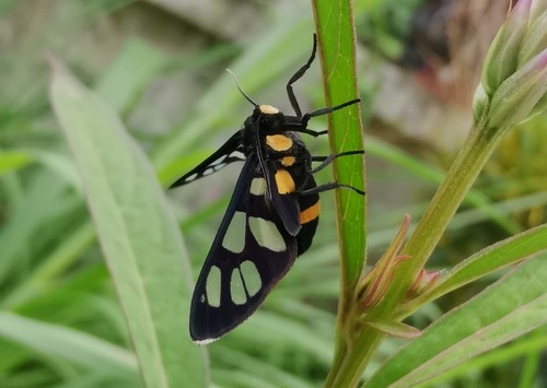 ผีเสื้อหญ้าวงท้องเหลือง · Amata sperbius