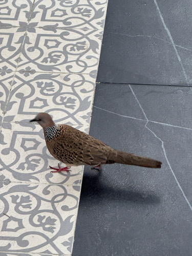 นกเขาใหญ่ · Spotted Dove · Spilopelia chinensis