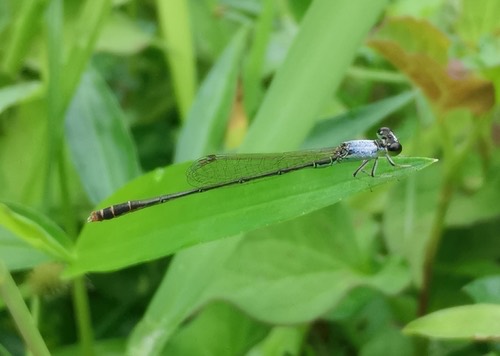 แมลงปอเข็มเล็กขนขาว · Variable Wisp · Agriocnemis femina
