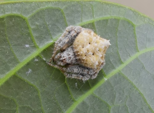 แมงมุมใยกลมท้องแหลม · Laglaise's Garden Spider · Eriovixia laglaizei