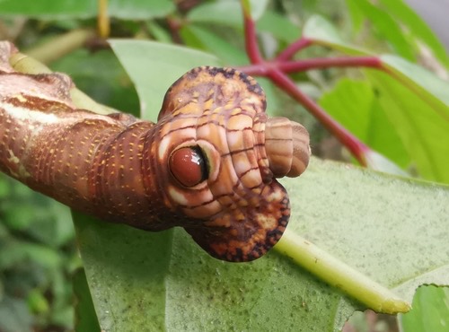 Large banded hawkmoth · Elibia dolichus
