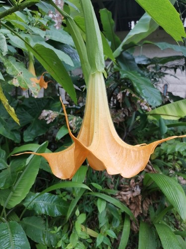 แตรนางฟ้าสีทอง · Golden Angel's Trumpet · Brugmansia aurea