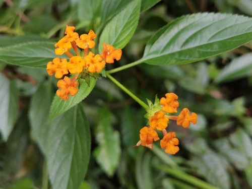 ผกากรอง · common lantana · Lantana camara
