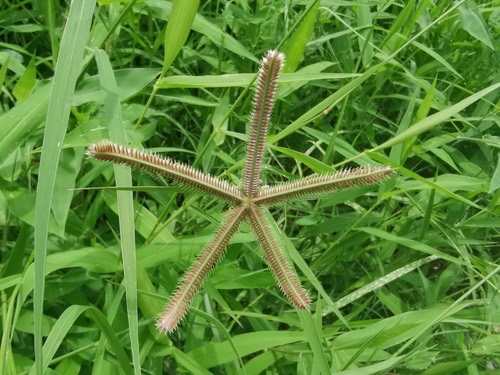 หญ้าปากควาย · Durban Crowfoot · Dactyloctenium aegyptium