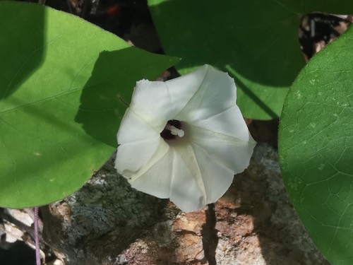 โตงวะ · Obscure Morning Glory · Ipomoea obscura