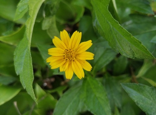 กระดุมทองเลื้อย · Trailing Daisy · Sphagneticola trilobata