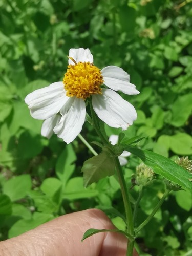 ก้นจ้ำขาวดอกใหญ่ · White beggarticks · Bidens alba