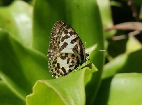 ผีเสื้อหนอนพุทราธรรมดา · Common Pierrot · Castalius rosimon