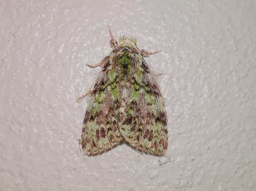 Somera virens