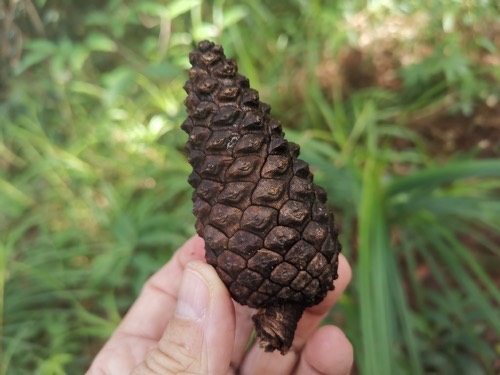 สนสามใบ · Khasi pine · Pinus kesiya
