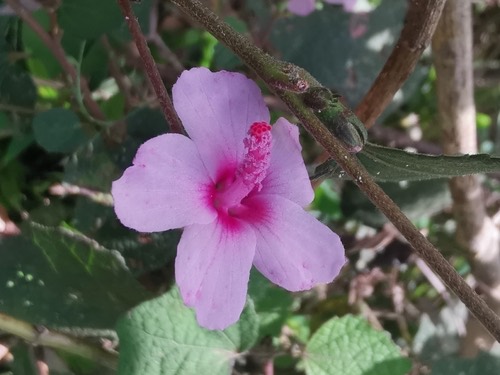 ขี้ครอก · Caesar weed · Urena lobata