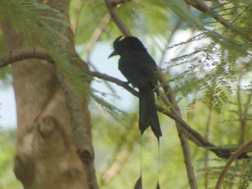 นกแซงแซวหางบ่วงใหญ่ · Greater Racket-tailed Drongo · Dicrurus paradiseus