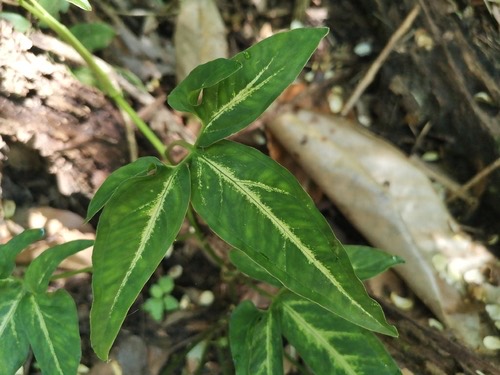 เงินไหลมาใบแฉก · fivefingers · Syngonium angustatum