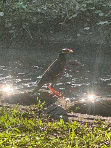 นกเอี้ยงสาริกา · Common Myna · Acridotheres tristis