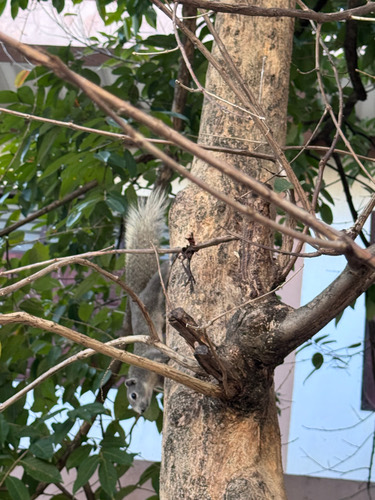 กระรอกหลากสี · Variable Squirrel · Callosciurus finlaysonii