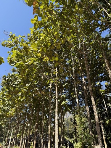 สัก · Teak · Tectona grandis