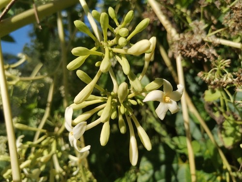 มะละกอ · Papaya · Carica papaya