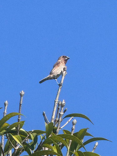 นกกระติ๊ดขี้หมู · Scaly-breasted Munia · Lonchura punctulata