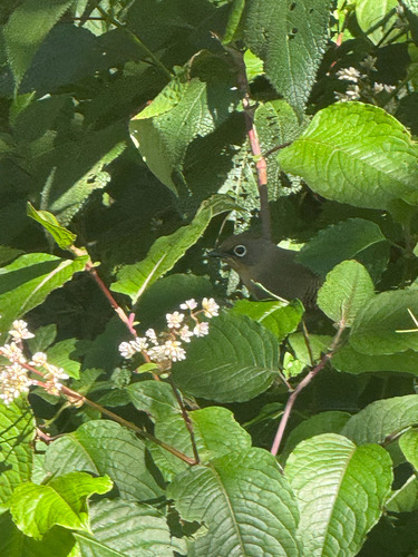 นกปีกลายตาขาว · Spectacled Barwing · Actinodura ramsayi
