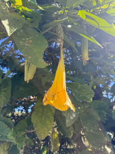 แตรนางฟ้าสีทอง · Golden Angel's Trumpet · Brugmansia aurea