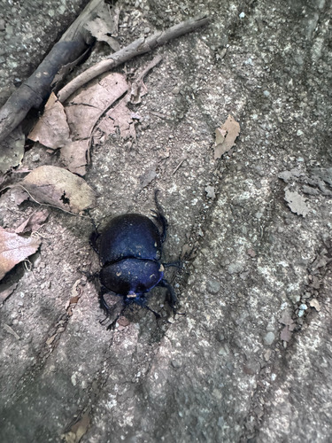 ด้วงครามอินทนนท์ · Enoplotrupes sharpi