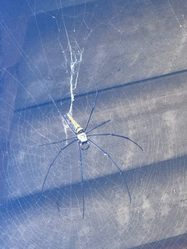 แมงมุมใยทองท้องขนาน · Giant Golden Orbweaver · Nephila pilipes