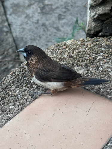 นกกระติ๊ดตะโพกขาว · White-rumped Munia · Lonchura striata