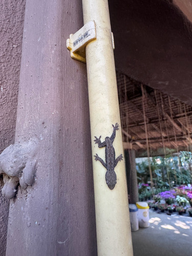 จิ้งจกบ้านหางหนาม · Asian House Gecko · Hemidactylus frenatus