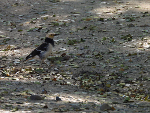 นกกิ้งโครงคอดำ · Black-collared Starling · Gracupica nigricollis