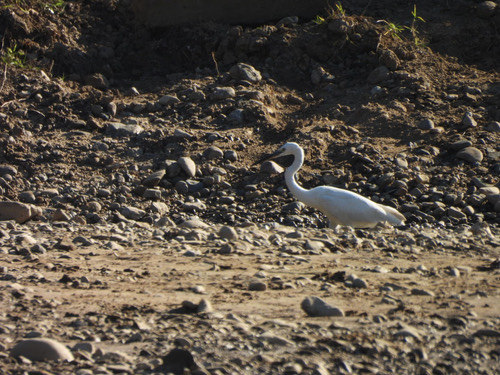 นกยางเปีย · Little Egret · Egretta garzetta