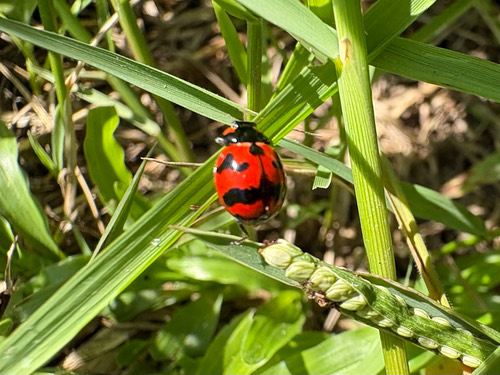 ด้วงเต่าลายขวาง · Small Transverse Ladybird Beetle · Coccinella transversalis