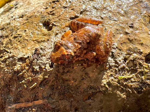 กบหงอน · Capped Frog · Limnonectes gyldenstolpei