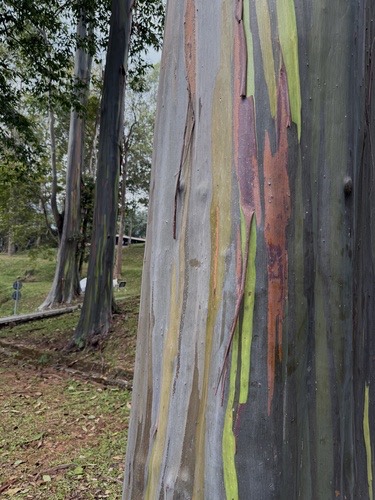 Rainbow Gum · Eucalyptus deglupta