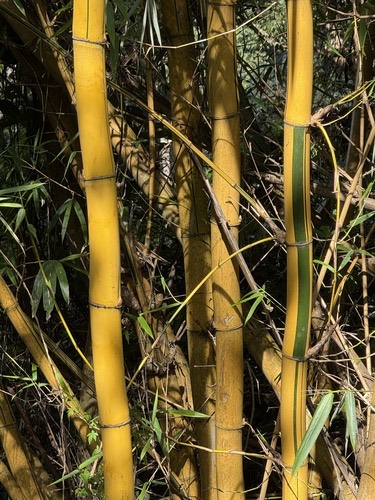 Golden Bamboo · Bambusa vulgaris vittata