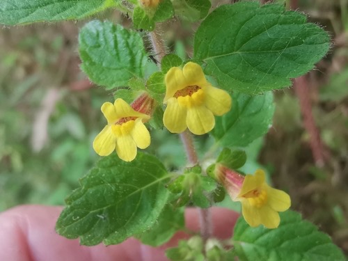 Wall Pout-Flower · Lindenbergia muraria