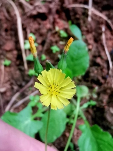 คำยอด · Oriental false hawksbeard · Youngia japonica