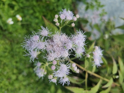 สาบเสือ · Siam weed · Chromolaena odorata