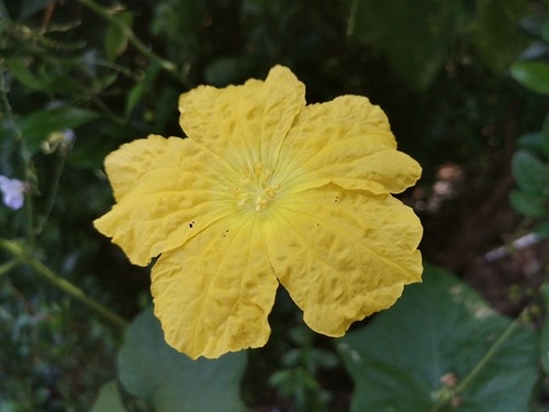 บวบหอม · Sponge Gourd · Luffa aegyptiaca